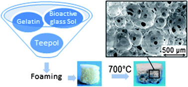 Graphical abstract: Green and safe in situ templating of bioactive glass scaffolds for bone tissue engineering