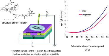 Graphical abstract: Copolythiophene-based water-gated organic field-effect transistors for biosensing