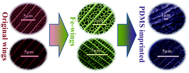 Graphical abstract: Fabrication of Fe-wings used for micro imprinting with a natural butterfly wing structure by in situ carbothermic reduction