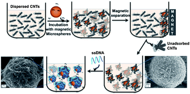 Graphical abstract: Carbon nanotube decorated magnetic microspheres as an affinity matrix for biomolecules