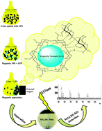 Graphical abstract: Chitosan nanomagnets for effective extraction and sensitive mass spectrometric detection of pathogenic bacterial endotoxin from human urine
