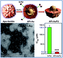 Graphical abstract: Bio-inspired protein–gold nanoconstruct with core–void–shell structure: beyond a chemo drug carrier