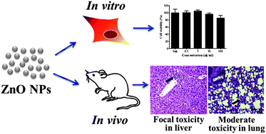 Graphical abstract: A comprehensive in vitro and in vivo study of ZnO nanoparticles toxicity