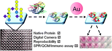 Graphical abstract: Gold nanoparticle-linked analysis of carbohydrate–protein interactions, and polymeric inhibitors, using unlabelled proteins; easy measurements using a ‘simple’ digital camera