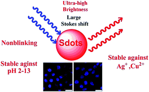 Graphical abstract: Non-blinking, highly luminescent, pH- and heavy-metal-ion-stable organic nanodots for bio-imaging