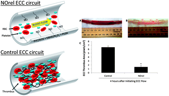 Graphical abstract: In vitro and in vivo study of sustained nitric oxide release coating using diazeniumdiolate-doped poly(vinyl chloride) matrix with poly(lactide-co-glycolide) additive