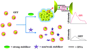 Graphical abstract: A new light-scattering sensor for screening G-quadruplex stabilizers based on DNA-folding-mediated assembly of gold nanoparticles