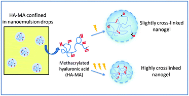 Graphical abstract: Photochemical crosslinking of hyaluronic acid confined in nanoemulsions: towards nanogels with a controlled structure