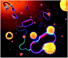 Graphical abstract: Magnetic hybrid colloids decorated with Ag nanoparticles bite away bacteria and chemisorb viruses