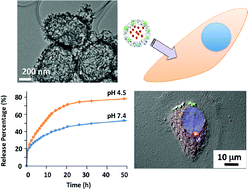 Graphical abstract: Hollow mesoporous hydroxyapatite nanoparticles (hmHANPs) with enhanced drug loading and pH-responsive release properties for intracellular drug delivery