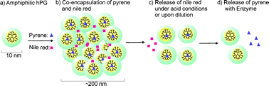 Graphical abstract: A bifunctional nanocarrier based on amphiphilic hyperbranched polyglycerol derivatives