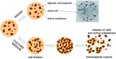 Graphical abstract: Biologically triggered liberation of sub-micron particles from alginate microcapsules