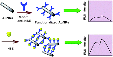 Graphical abstract: Functionalized gold nanorods as an immunosensor probe for neuron specific enolase sensing via resonance light scattering