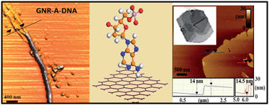 Graphical abstract: Supramolecular assembly of DNA on graphene nanoribbons