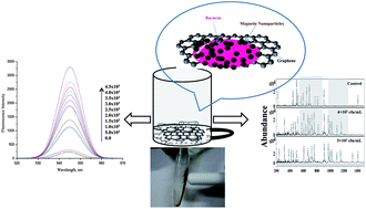 Graphical abstract: Multifunctional graphene magnetic nanosheet decorated with chitosan for highly sensitive detection of pathogenic bacteria