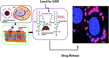 Graphical abstract: Engineered chemoswitchable mesoporous silica for tumor-specific cytotoxicity