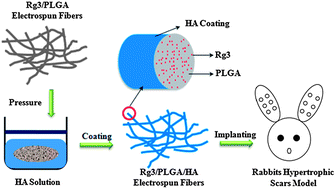 Graphical abstract: Electrospun Ginsenoside Rg3/poly(lactic-co-glycolic acid) fibers coated with hyaluronic acid for repairing and inhibiting hypertrophic scars