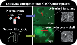 Graphical abstract: Lysozyme encapsulation into nanostructured CaCO3 microparticles using a supercritical CO2 process and comparison with the normal route