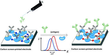 Graphical abstract: Gold nanoparticles decorated with a ferrocene derivative as a potential shift-based transducing system of interest for sensitive immunosensing