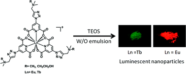 Graphical abstract: Monodisperse silica nanoparticles doped with dipicolinic acid-based luminescent lanthanide(iii) complexes for bio-labelling