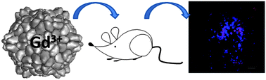 Graphical abstract: Localization of gadolinium-loaded CPMV to sites of inflammation during central nervous system autoimmunity