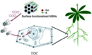Graphical abstract: A simple plant gene delivery system using mesoporous silica nanoparticles as carriers