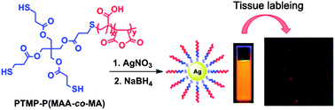 Graphical abstract: Design of a polymer ligand for the one-step preparation of highly stable fluorescent Ag5 clusters for tissue labeling