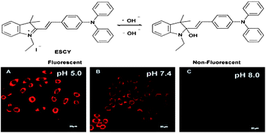 Graphical abstract: A novel far-visible and near-infrared pH probe for monitoring near-neutral physiological pH changes: imaging in live cells