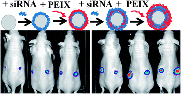 Graphical abstract: Potent calcium phosphate nanoparticle surface coating for in vitro and in vivo siRNA delivery: a step toward multifunctional nanovectors