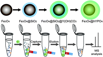 Graphical abstract: Yolk–shell magnetic microspheres with mesoporous yttrium phosphate shells for selective capture and identification of phosphopeptides