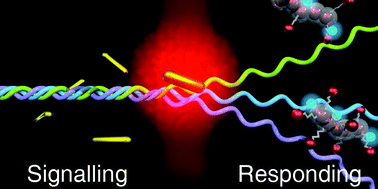 Graphical abstract: Nanoparticle amplification via photothermal unveiling of cryptic collagen binding sites