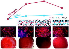 Graphical abstract: Nanocoatings containing sulfated polysaccharides prepared by layer-by-layer assembly as models to study cell–material interactions