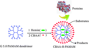 Graphical abstract: Development of biocompatible PAMAM ‘dendrizyme’ to maintain catalytic activity in biological complex medium