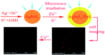 Graphical abstract: Microwave-assisted synthesis of highly luminescent AgInS2/ZnS nanocrystals for dynamic intracellular Cu(ii) detection