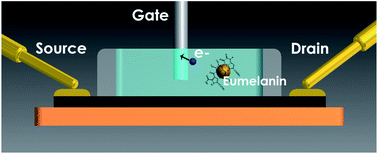 Graphical abstract: Irreversible evolution of eumelanin redox states detected by an organic electrochemical transistor: en route to bioelectronics and biosensing