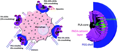 Graphical abstract: Shell-crosslinked knedel-like nanoparticles induce lower immunotoxicity than their non-crosslinked analogs