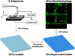 Graphical abstract: Collagen grafted 3D polycaprolactone scaffolds for enhanced cartilage regeneration