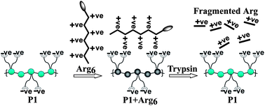 Graphical abstract: A fluorescence turn on trypsin assay based on aqueous polyfluorene