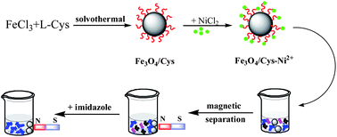 Graphical abstract: Ferroferric oxide/l-cysteine magnetic nanospheres for capturing histidine-tagged proteins