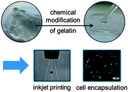 Graphical abstract: Chemical tailoring of gelatin to adjust its chemical and physical properties for functional bioprinting