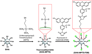 Graphical abstract: Thiol modification of silicon-substituted hydroxyapatite nanocrystals facilitates fluorescent labelling and visualisation of cellular internalisation