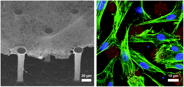 Graphical abstract: Self-assembly of suspended collagen films and their viability as cell culture substrates