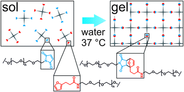 Graphical abstract: Investigation of the Diels–Alder reaction as a cross-linking mechanism for degradable poly(ethylene glycol) based hydrogels