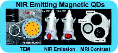 Graphical abstract: Fe doped CdTeS magnetic quantum dots for bioimaging