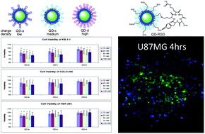 Graphical abstract: Functionalization of quantum dots with multidentate zwitterionic ligands: impact on cellular interactions and cytotoxicity