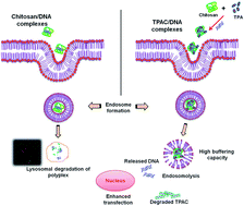 Graphical abstract: Triphenylamine coupled chitosan with high buffering capacity and low viscosity for enhanced transfection in mammalian cells, in vitro and in vivo