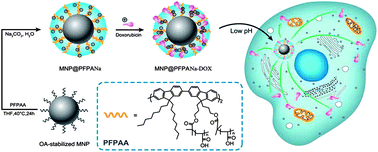 Graphical abstract: Monodispersed grafted conjugated polyelectrolyte-stabilized magnetic nanoparticles as multifunctional platform for cellular imaging and drug delivery