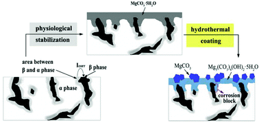 Graphical abstract: Effect of the physiological stabilization process on the corrosion behaviour and surface biocompatibility of AZ91D magnesium alloy