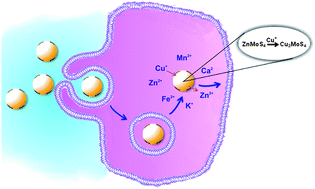 Graphical abstract: A highly efficient and extremely selective intracellular copper detoxifying agent based on nanoparticles of ZnMoS4