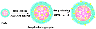 Graphical abstract: Codendrimer (PAG) from polyamidoamine (PAMAM) and oligoethylene glycols (OEG) dendron: evaluation as drug carrier